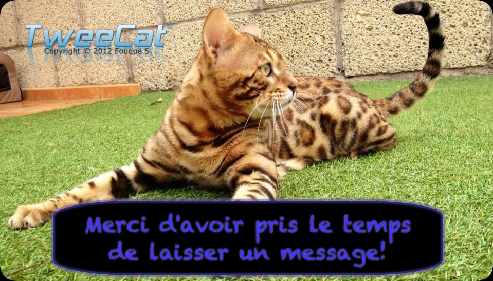 TweeCat Bengal et en photo un de mes mâles Bengal le beau FX