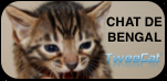 TweeCat.com - Elevage de chat de bengal