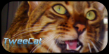 TweeCat.com - Elevage de chat de bengal